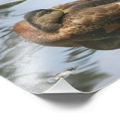 スリーピーブラウンマラードダック10x8自然 フォトプリント            (角)