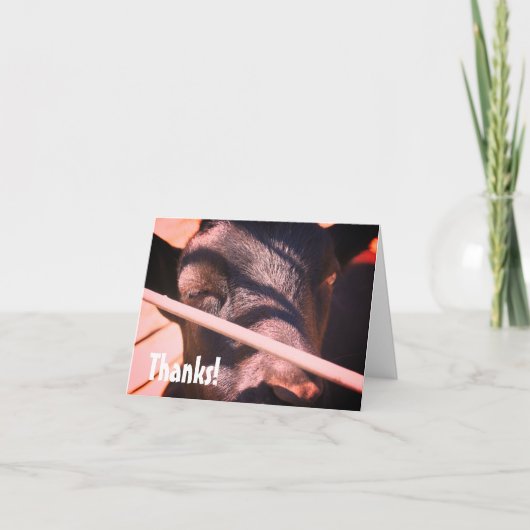 スリーピーブルファームアニマル自然サンキューカード サンキューカード (正面)