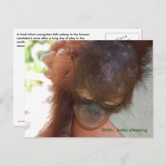 スリーピーベビーオランウタンインダディーズアームズ ポストカード (正面/裏面)