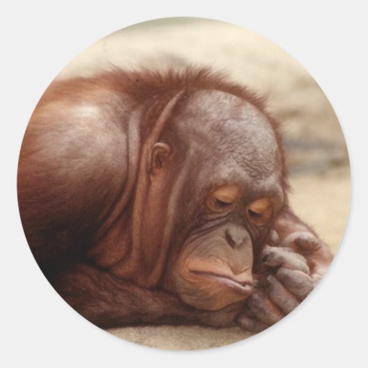 スリーピーモンキーステッカー ラウンドシール (正面)