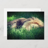 スリーピーライオン ポストカード (正面/裏面)