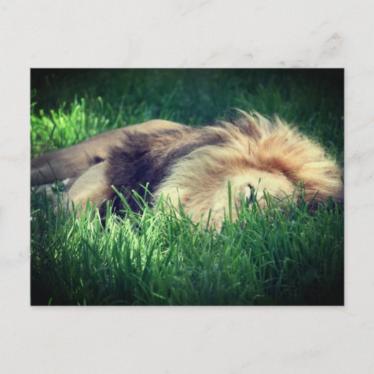 スリーピーライオン ポストカード (正面)