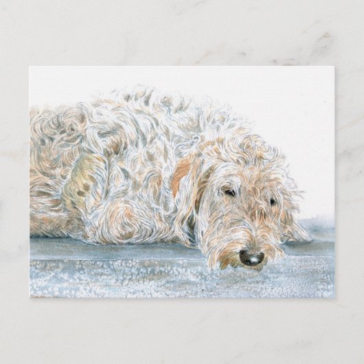 スリーピーラブラドルはがき ポストカード (正面)