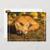 スリーピーリトルキツネ ポストカード (正面/裏面)