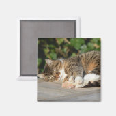 スリーピーリラックス子猫 マグネット (正面/裏面)