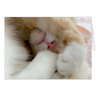 スリーピー子猫