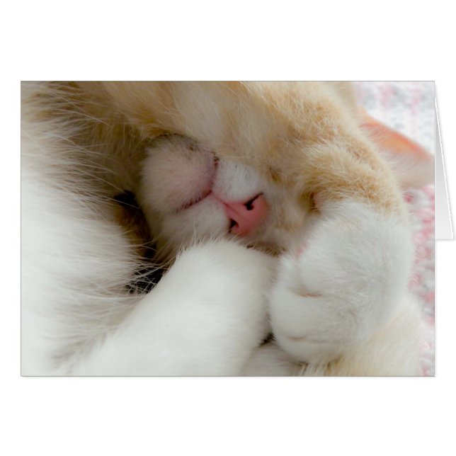 スリーピー子猫 (正面横)