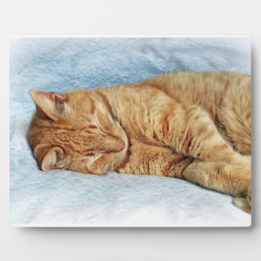 スリーピー子猫 フォトプラーク (正面)