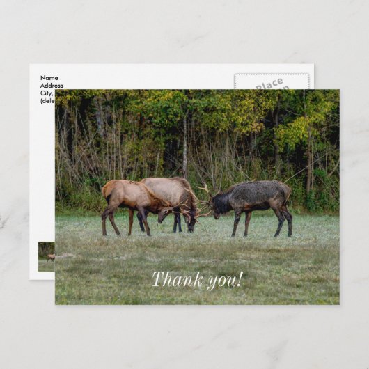 スリーブルエルクファイティングありがとうはがき ポストカード (正面/裏面)