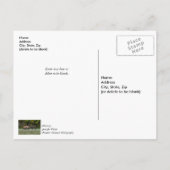 スリーブルエルクファイティングありがとうはがき ポストカード (裏面)