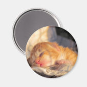 スリープタイトスイーツ子猫 マグネット (正面/裏面)