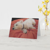 スリープ中のウェスティフォトグリーティングカード カード (黄色い花)