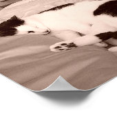 スリープ子猫/白黒の写真 ポスター (角)