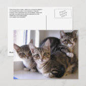 スリー虎猫子猫 ポストカード (正面/裏面)