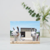 スリー・ラマス ポストカード (スタンド正面)