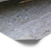 スルカタガメ ポスター (角)