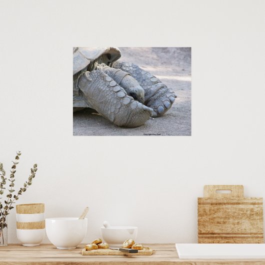 スルカタガメ ポスター (キッチン)