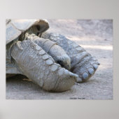 スルカタガメ ポスター (正面)