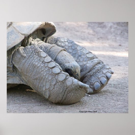 スルカタガメ ポスター (正面)