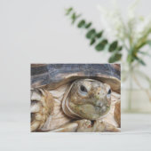 スルカタトカゲの顔のクローズアップ、 "エドは聞いている" ポストカード (スタンド正面)