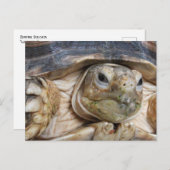 スルカタトカゲの顔のクローズアップ、 "エドは聞いている" ポストカード (正面/裏面)