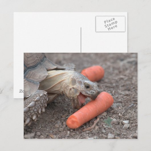 スルカタトカゲ ポストカード (正面/裏面)