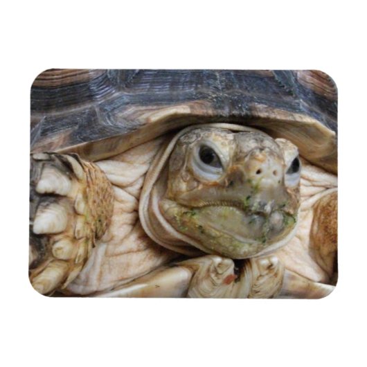 スルカタ亀顔クローズアップ マグネット (横)