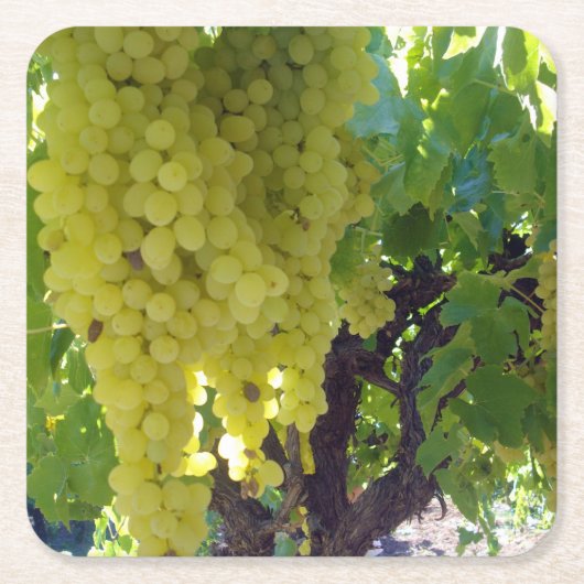 スルタナ葡萄を葡萄のつる植物に スクエアペーパーコースター (正面)
