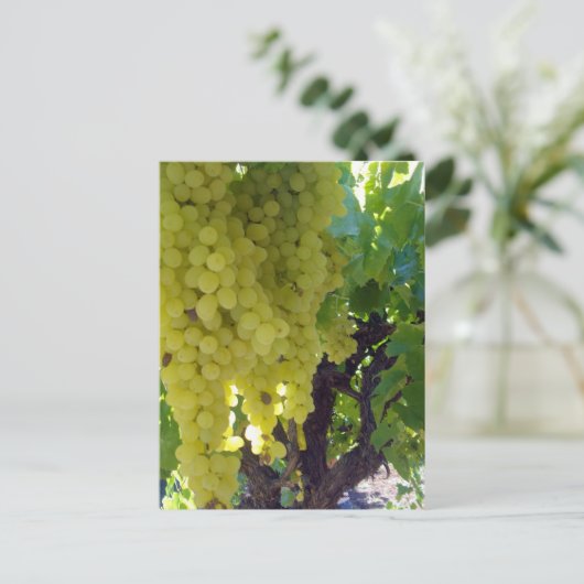 スルタナ葡萄を葡萄のつる植物に ポストカード (スタンド正面)
