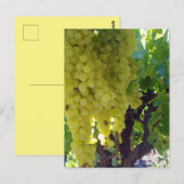 スルタナ葡萄を葡萄のつる植物に ポストカード (正面/裏面)
