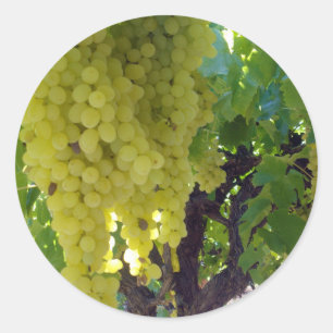 スルタナ葡萄を葡萄のつる植物に ラウンドシール