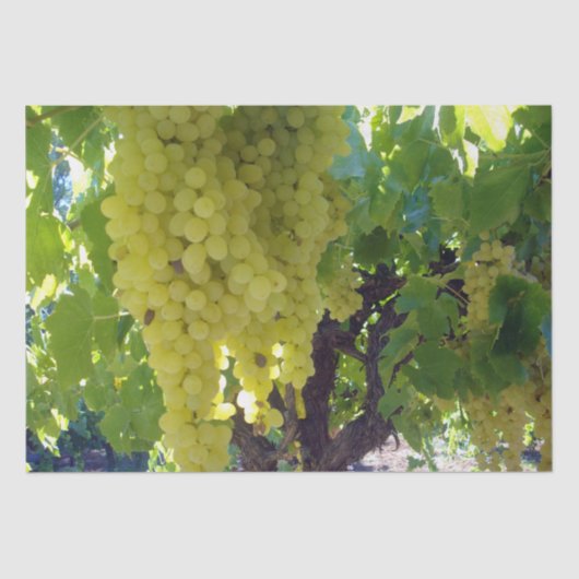 スルタナ葡萄を葡萄のつる植物に 薄葉紙 (正面)