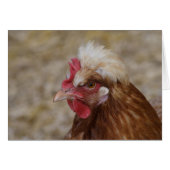 スルマラー・ヘン (正面横)