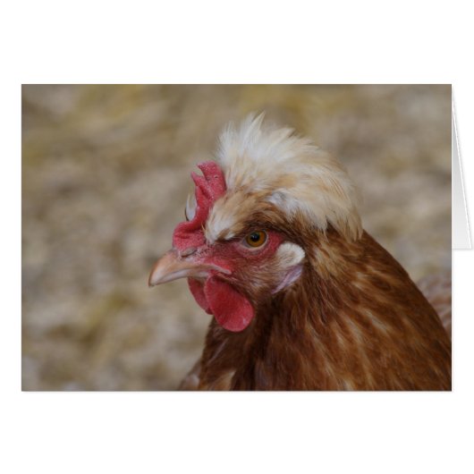 スルマラー・ヘン (正面横)