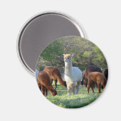 スレイベル マグネット (正面/裏面)