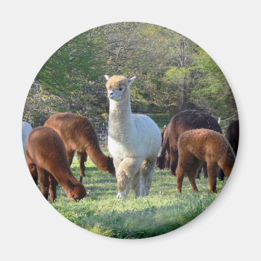 スレイベル マグネット (正面)