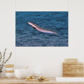 スレンダードラゴネット ポスター (キッチン)