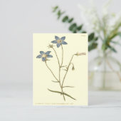 スレンダーベルフラワーブルーイラストレーション ポストカード (スタンド正面)