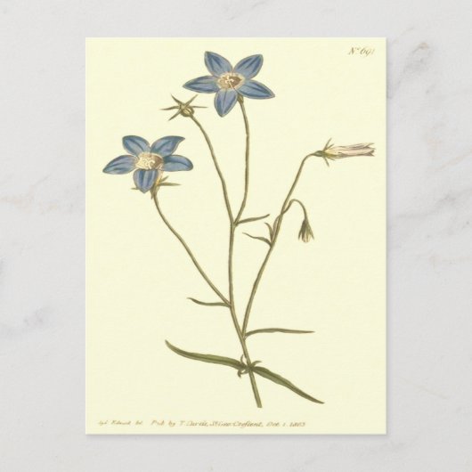 スレンダーベルフラワーブルーイラストレーション ポストカード (正面)