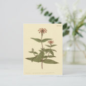 スレンダー フロワード レッド ゼニア イラスト ポストカード (スタンド正面)