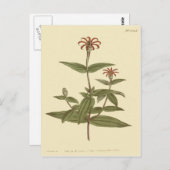 スレンダー フロワード レッド ゼニア イラスト ポストカード (正面/裏面)