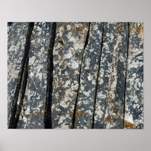 スレートの上の幼貝 ポスター (正面)