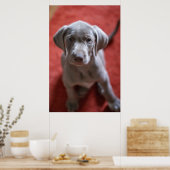 スロバキア語ざらざらした髪のポインタ2 ポスター (キッチン)