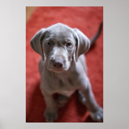 スロバキア語ざらざらした髪のポインタ2 ポスター (正面)