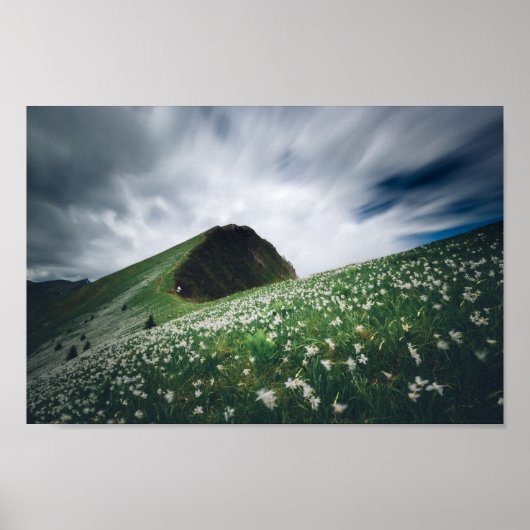 スロベニアのゴリカに何千もの水仙 ポスター (正面)