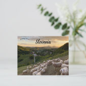 スロベニアの羊 ポストカード (スタンド正面)