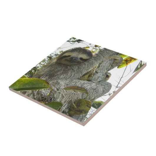 スロース タイル (側面)