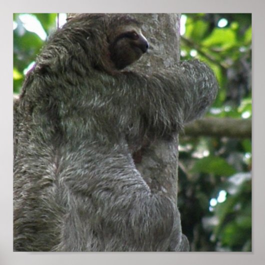 スロース・ポスター ポスター (正面)