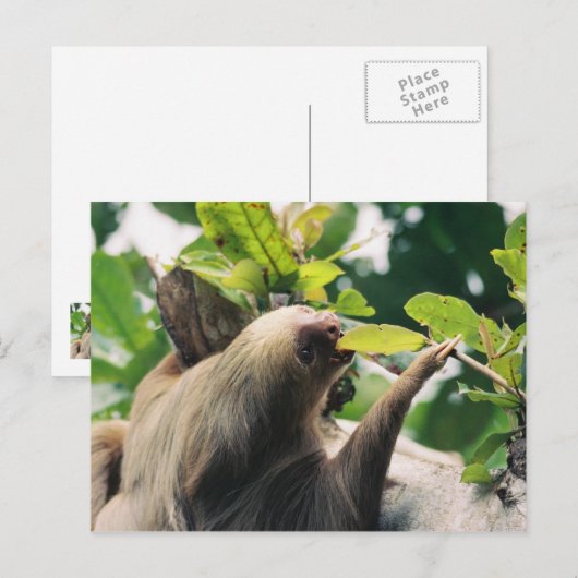 スロース ポストカード (正面/裏面)