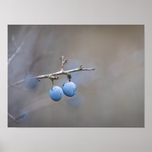 スローン自然写真 ポスター (正面)